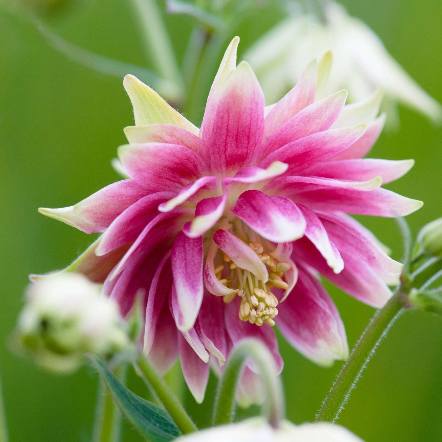 Akelei ‘Nora Barlow’